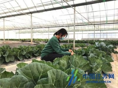 鹽城經(jīng)開(kāi)區(qū)步鳳鎮(zhèn) 新技術(shù)新模式為現(xiàn)代農(nóng)業(yè)插上“智慧翅膀”