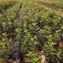 紅肉蘋(píng)果苗新品種'正一'種植技術(shù)要求