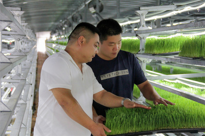 庫(kù)爾勒市 水培飼草技術(shù)開(kāi)發(fā)助力牛羊健康養(yǎng)殖