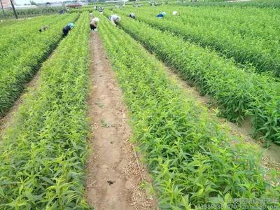 嫁接桃樹(shù)苗種植技術(shù)詳解 從選苗到管理的全流程指南