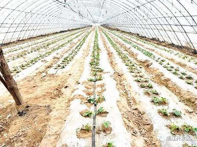通遼開(kāi)發(fā)區(qū) 種植技術(shù)開(kāi)發(fā)助力脫貧攻堅(jiān)，鄉(xiāng)村振興奔小康