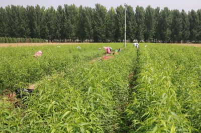 優(yōu)質(zhì)水蜜桃示范產(chǎn)業(yè)化開(kāi)發(fā)基地落戶(hù)德勝農(nóng)林 推動(dòng)種植技術(shù)革新與產(chǎn)業(yè)鏈升級(jí)