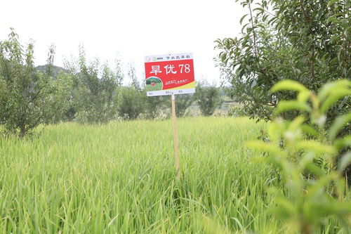 長(zhǎng)順果園里種旱稻 探索產(chǎn)業(yè)發(fā)展新“稻”路與種植技術(shù)開(kāi)發(fā)