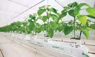 雄霸世界！荷蘭農業靠這5大經營模式與種植技術開發