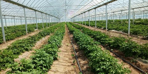 領跑致富路 常開文明花——濰坊濱海經濟技術開發區大家洼街道孟家莊子村種植技術開發紀實