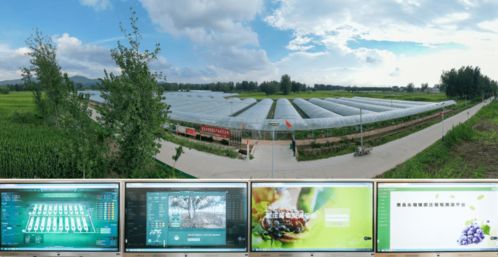 科技賦能葡萄種植，產業興旺引領鄉村振興