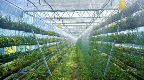 科技賦能，智慧引領 樂清市以“機器換人”驅動現代農業高質量發展，喜獲省級種植技術開發榮譽