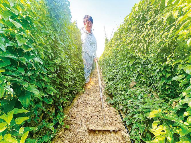 山藥種植成富民產(chǎn)業(yè)，國(guó)家濮陽(yáng)經(jīng)濟(jì)技術(shù)開發(fā)區(qū)技術(shù)開發(fā)獲媒體聚焦