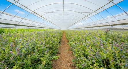 鑫榮懋果業(yè)科技集團(tuán) 以科技創(chuàng)新引領(lǐng)種植技術(shù)開發(fā)，鑄就高品質(zhì)水果產(chǎn)業(yè)標(biāo)桿