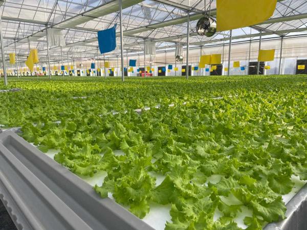 全會精神在基層 | “聚寶棚”里綠意濃 種植技術(shù)開發(fā)結(jié)碩果