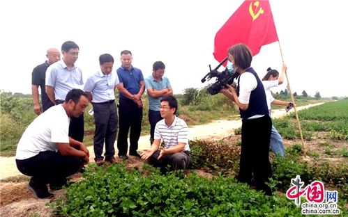 江蘇睢寧 黨建引領(lǐng)，小菊花開出“黃金花”