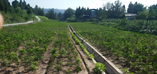 巴中秦嶺藥業 以特色產業鑄就鄉村振興之路，科技賦能種植技術開發