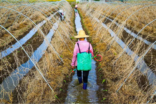 龍湖農民引進新品種新技術,創新種植模式,發展農家樂
